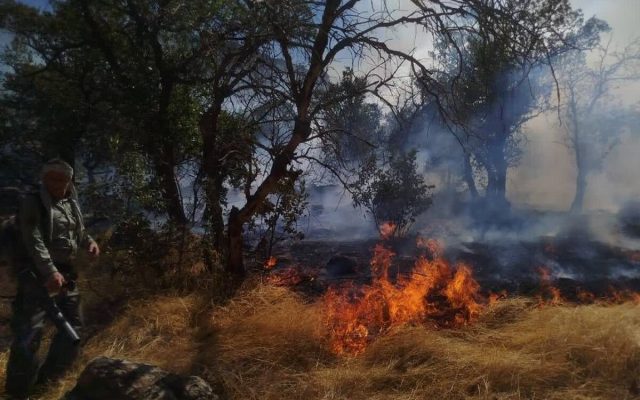 آتش‌ سوزی در منطقه جنگلی شیوآشان سردشت مهار شد