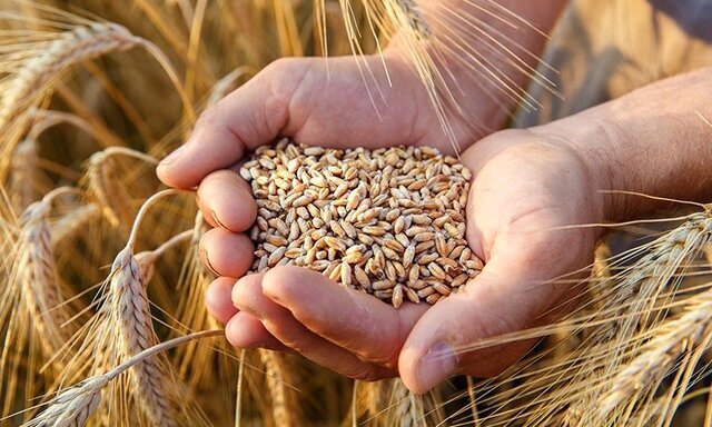 رتبه پنجم کشوری آذربایجان غربی در تولید گندم ؛ مطالبات گندمکاران مهر ماه پرداخت میشود