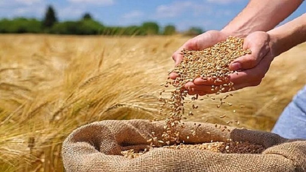 آغاز برداشت محصول شالی از سطح حدود ۳ هزار هکتار شالیزارهای گالیکش