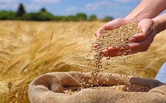آغاز برداشت محصول شالی از سطح حدود ۳ هزار هکتار شالیزار‌های گالیکش