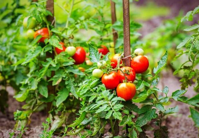 آغاز کشت پائیزه گوجه فرنگی در هزار هکتار از اراضی استان بوشهر