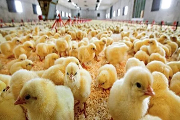 ثبت ۱.۸ میلیون قطعه جوجه‌ریزی در مرغداری‌های قائم‌شهر