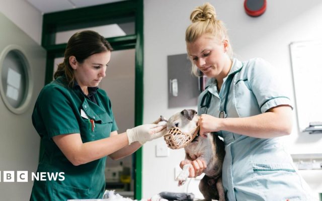 Vet prescription fees capped under rule changes