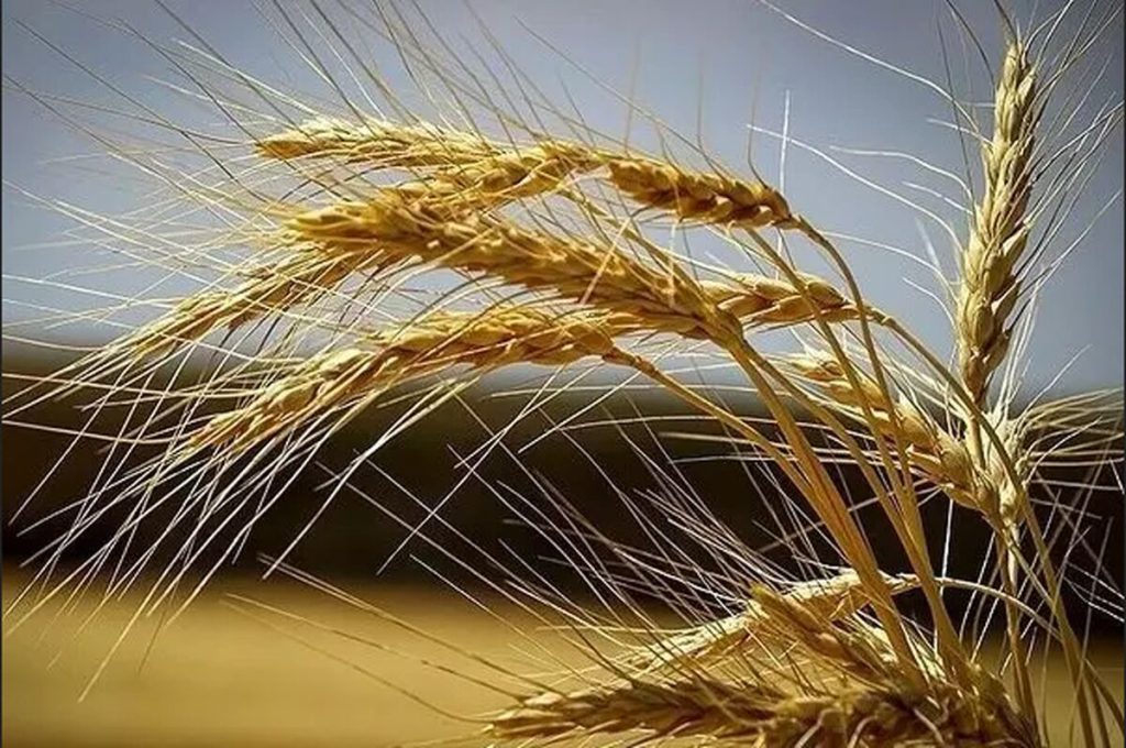 باید برای قیمت خرید تضمینی گندم بررسی بیشتری انجام شد