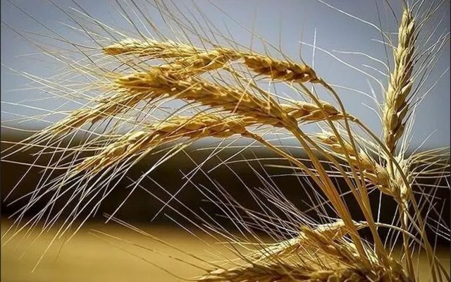 باید برای قیمت خرید تضمینی گندم بررسی بیشتری انجام شد