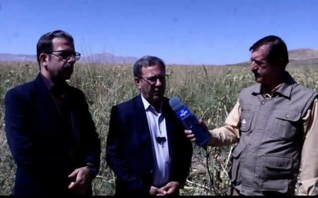افزایش سطح زیر کشت آفتابگردان در مزارع لرستان