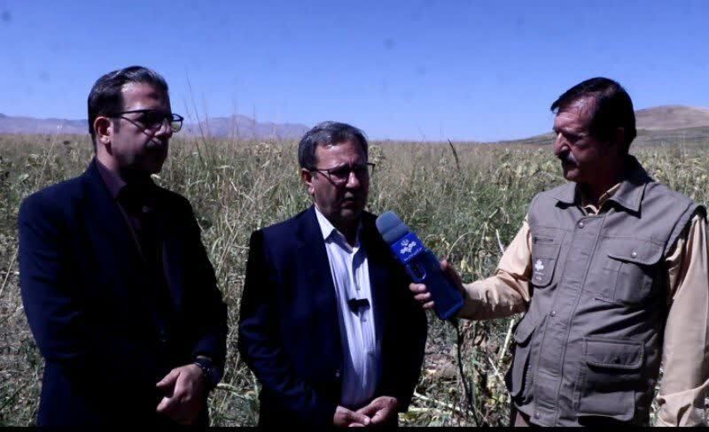 افزایش سطح زیر کشت آفتابگردان در مزارع لرستان