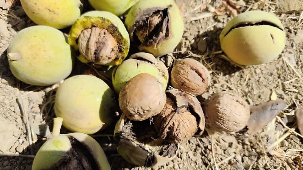 برداشت و کیل‌گیری از باغ گردوی نمونه در روستای صادق‌آباد