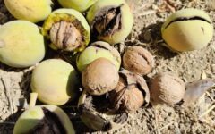 برداشت و کیل‌گیری از باغ گردوی نمونه در روستای صادق‌آباد