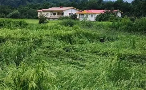 سیلاب ۱۹۰۰ میلیارد تومان به بخش کشاورزی مازندران خسارت زد