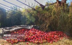 پیش‌بینی برداشت و صادرات بیش از ۱۳ هزار تن انار از باغ ملک