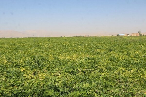 «ازنا» قطب تولید لوبیای کشور