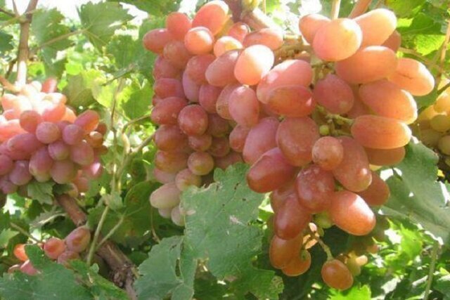 پیشبینی تولید ۳۴۰ هزار تن انگور در آذربایجان شرقی