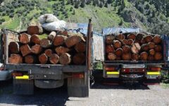 برخورد با قاچاقچیان منابع طبیعی در ۷ شهرستان مرکزی؛ ۲۱ خودرو توقیف شد