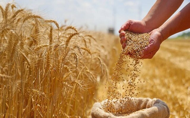 افزایش خرید تضمینی گندم و دانه‌های روغنی در خراسان رضوی