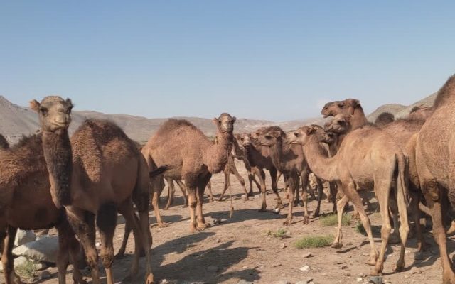 تولید سالانه ۷۰ تن گوشت و ۱۴ تن شیر از شترهای مرند