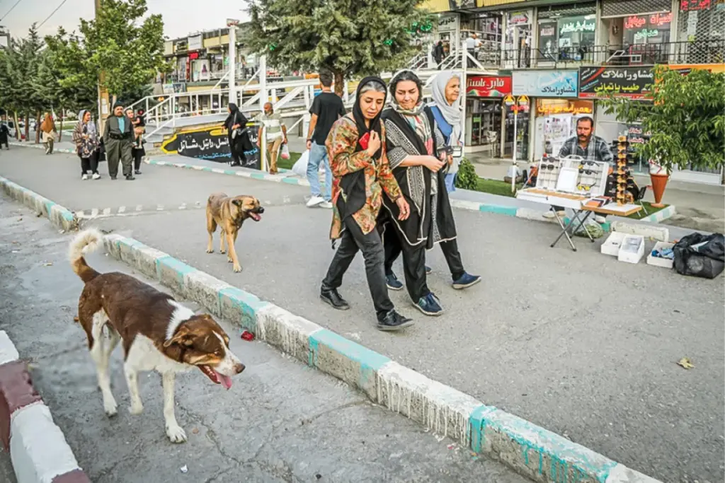 ۳ میلیون سگ ولگرد و ۴۴، ۵ هزار حیوان گزیدگی خسارت دخالت در حیات وحش