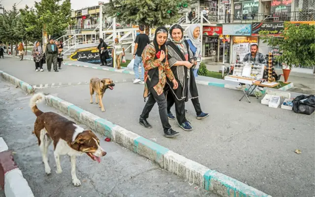 ۳ میلیون سگ ولگرد و ۴۴، ۵ هزار حیوان گزیدگی خسارت دخالت در حیات وحش
