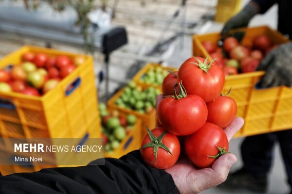 بذر گوجه‌فرنگی، پیاز و هویج به فوریت تامین شود