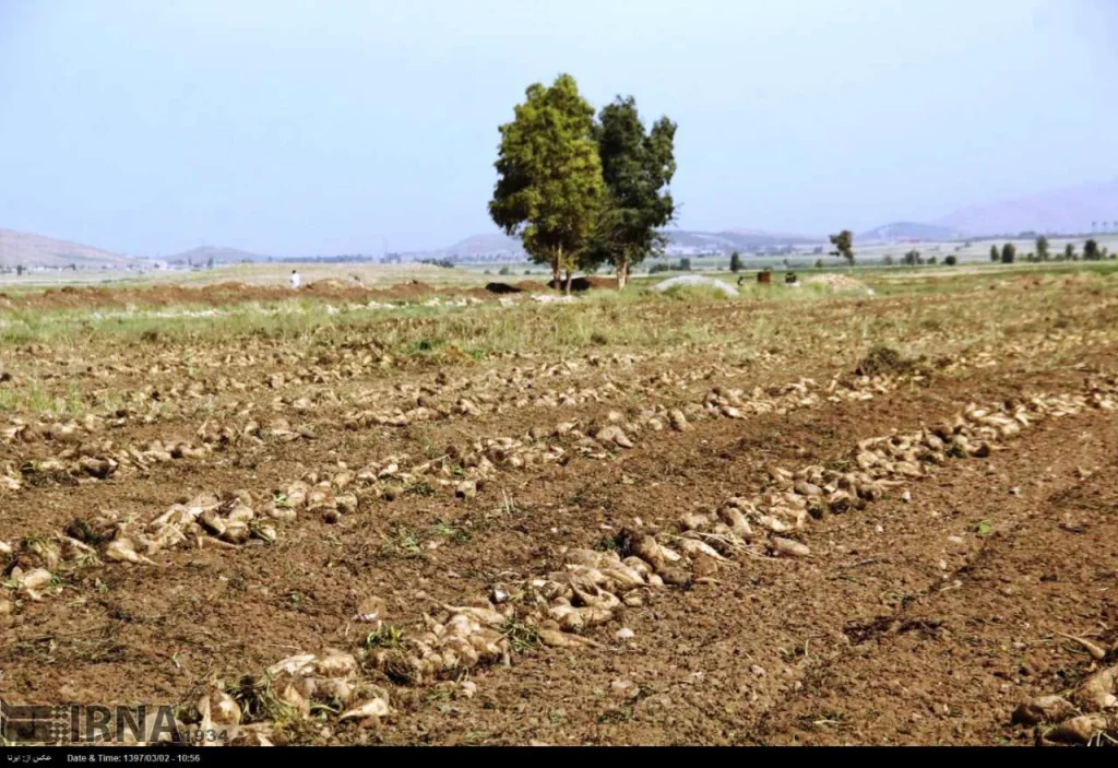 میزان تولید چغندرقند در استان کرمانشاه به یک میلیون و ۶۰۰ هزار تن رسید