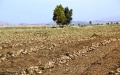 میزان تولید چغندرقند در استان کرمانشاه به یک میلیون و ۶۰۰ هزار تن رسید