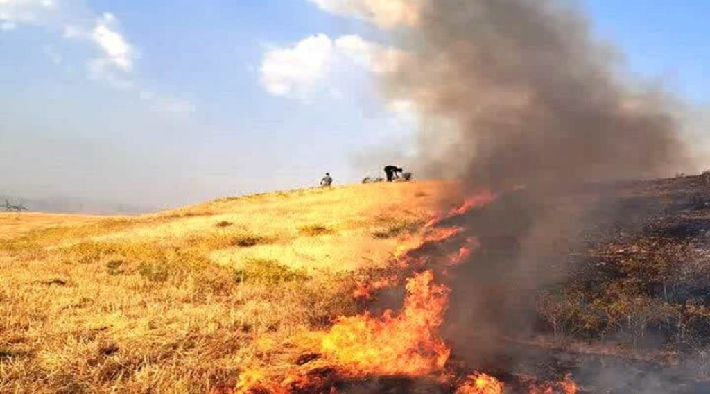 کاهش چشمگیر آتش زدن کاه و کلش در مزارع مازندران