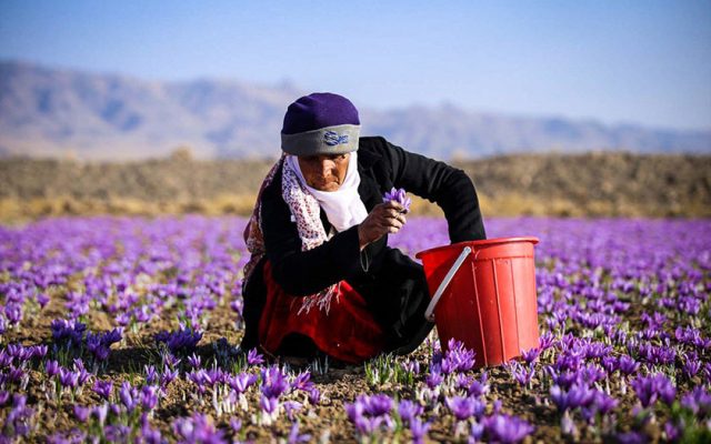سطح زیرکشت طلای سرخ در کیار ۱۵ هکتار افزایش یافت