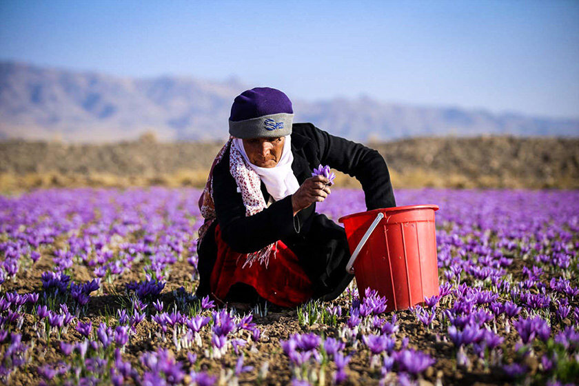 سطح زیرکشت طلای سرخ در کیار ۱۵ هکتار افزایش یافت