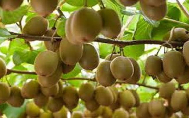 پیش بینی برداشت ۱۸۰هزارتن کیوی از باغات گیلان