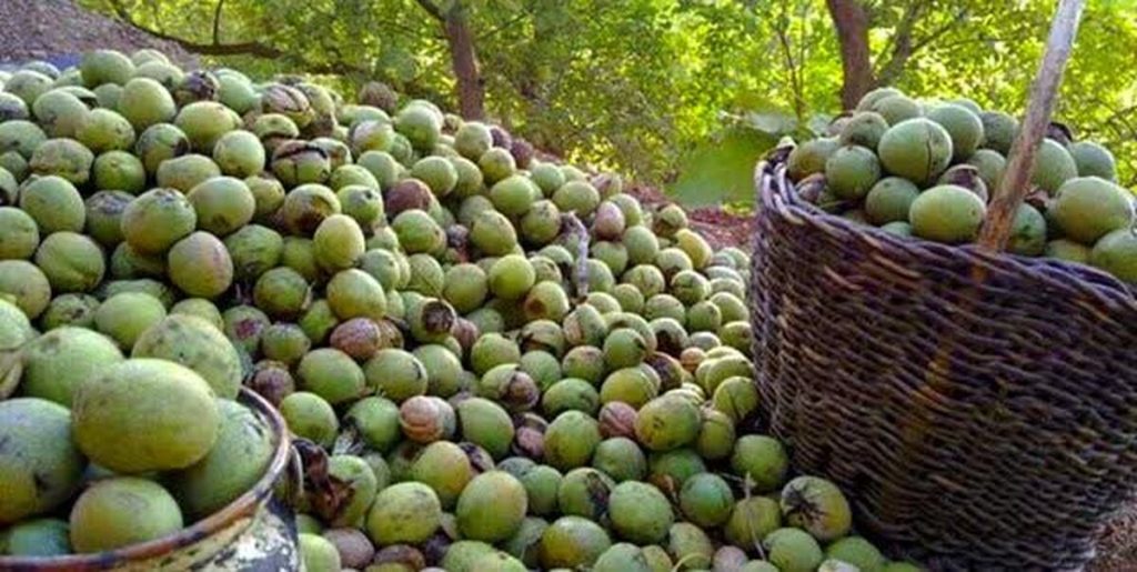 پیش‌بینی تولید بیش از ۱۲۰۰ تن گردو در باغ‌های ساری