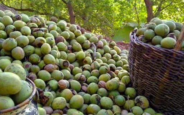 پیش‌بینی تولید بیش از ۱۲۰۰ تن گردو در باغ‌های ساری