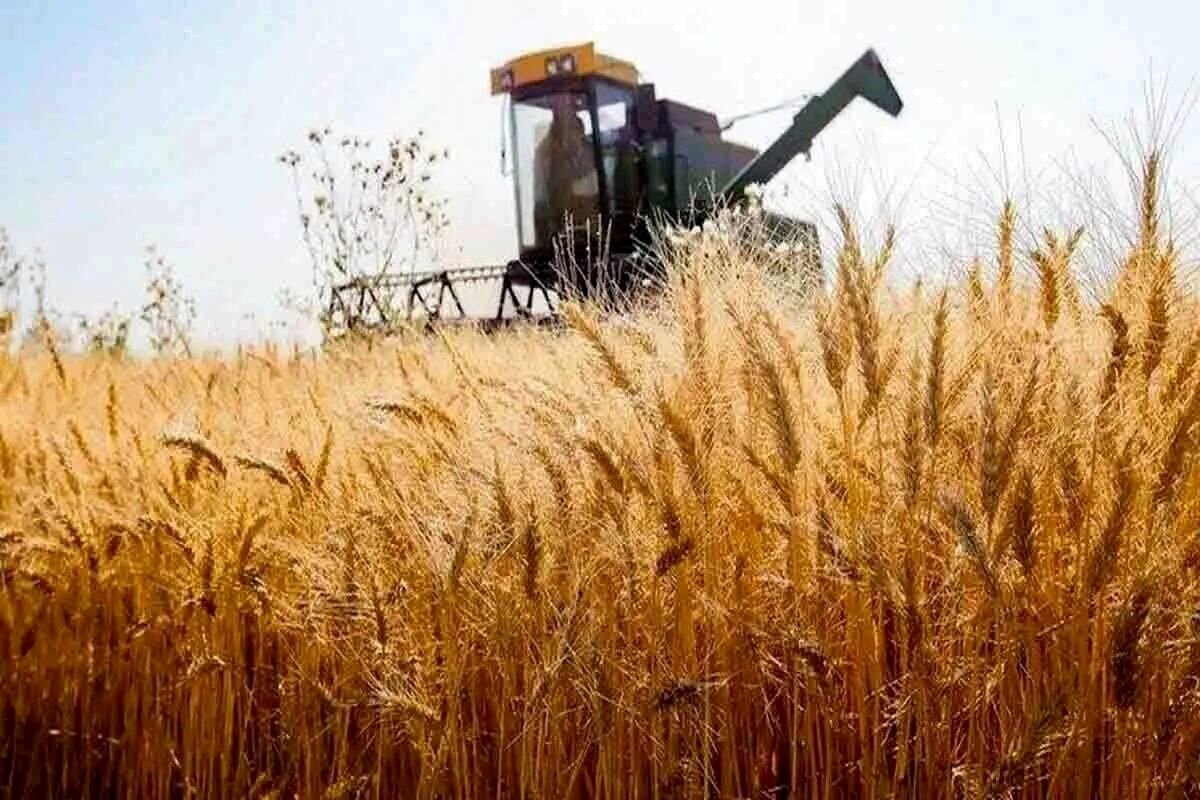 قیمت گندم نیازمند اصلاح متناسب با رشد هزینه‌های تولید است