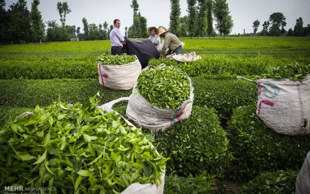 دبیر و اعضای کمیتههای دومین جشنواره ملی رسانهای چای کشور منصوب شدند