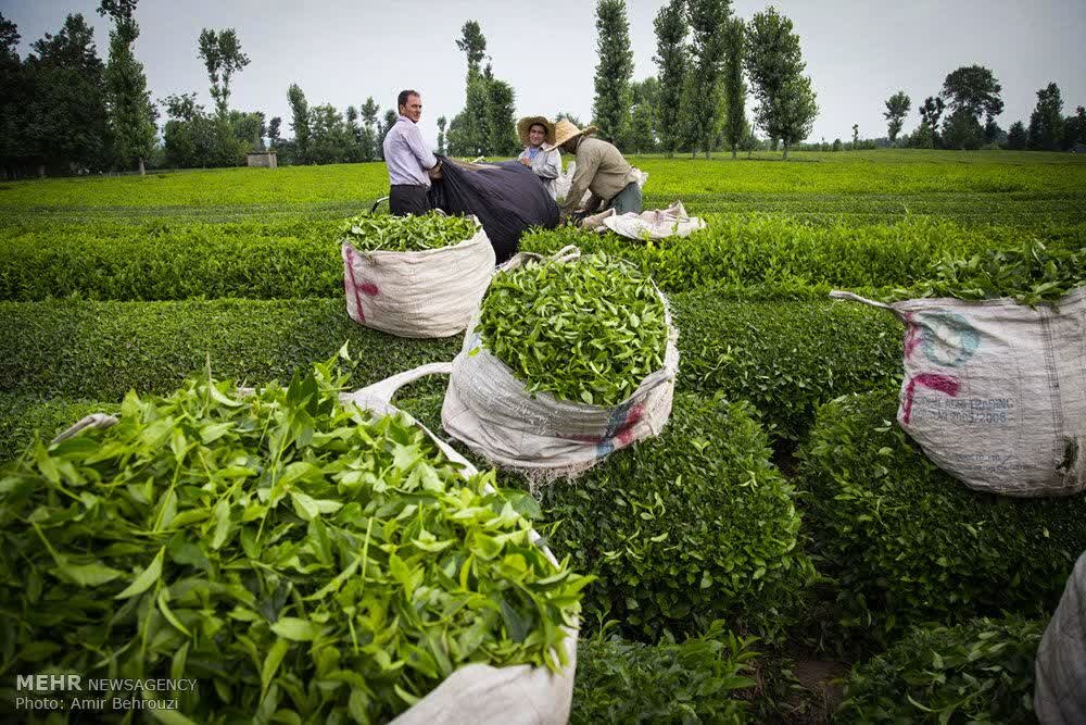 دبیر و اعضای کمیتههای دومین جشنواره ملی رسانهای چای کشور منصوب شدند