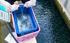 واکسیناسیون ۲۵۰ هزار قطعه بچه ماهی بر علیه بیماری های باکتریایی