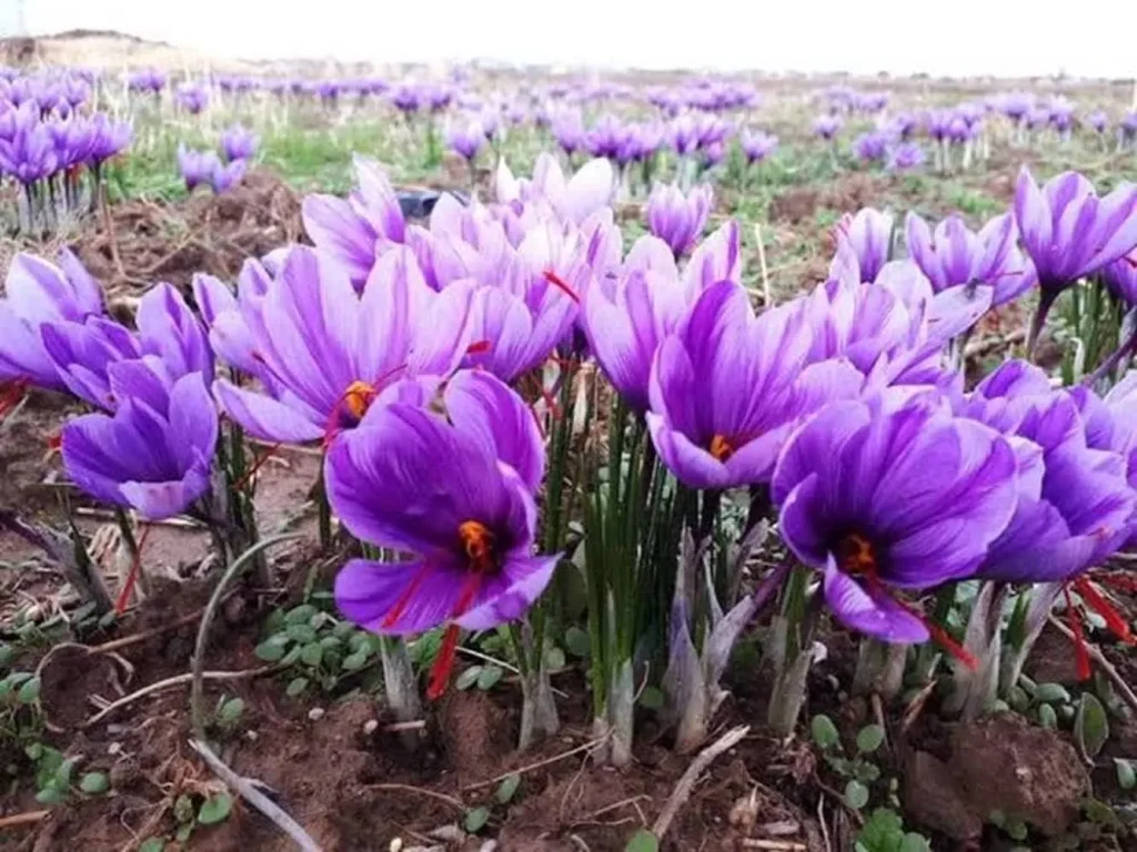 سهم ایران از بازار ارگانیک جهان زیر یکصدم درصد است