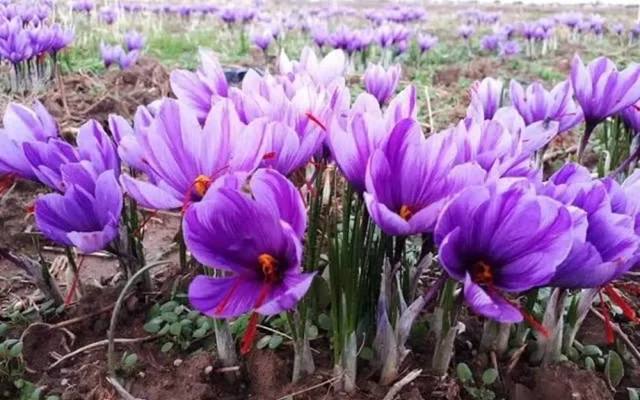 سهم ایران از بازار ارگانیک جهان زیر یکصدم درصد است