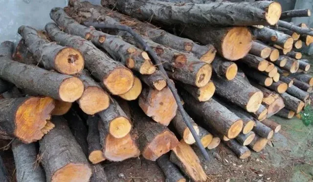کشف 6 تن چوب جنگلي قاچاق در شهرستان عباس آباد