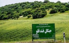 حکم بی‌ سابقه برای تخریب جنگل | قاچاقچیان چوب تبعید شدند