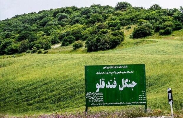 حکم بی‌ سابقه برای تخریب جنگل | قاچاقچیان چوب تبعید شدند