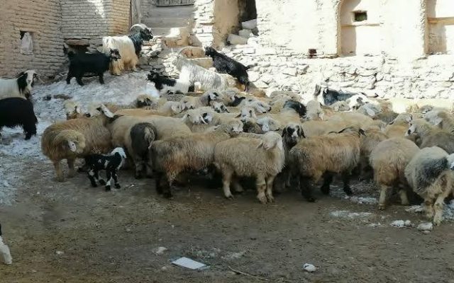 اصلاح نژاد، تغذیه و مدیریت بهداشتی، راهکاری برای دستیابی به گلههای پربازده