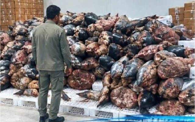 کشف بیش از ۳۹۰ قطعه کوسه‌ماهی در بندرخمیر با ارزش ۱۵۳ میلیارد ریال