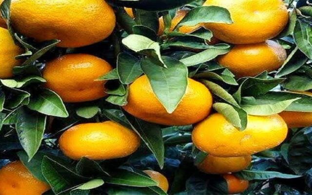 پیش‌بینی تولید ۶۵ هزار تن نارنگی در باغات شهرستان نکا