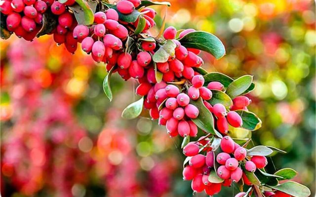 فواید زرشک در تقویت بینایی و سیستم ایمنی