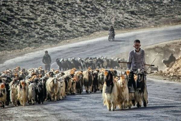 حمایت از عشایر مازندران با توسعه مشاغل مکمل و حذف واسطهها