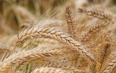 تأمین ارقام جدید گندم و جو آبی در چهارمحال و بختیاری