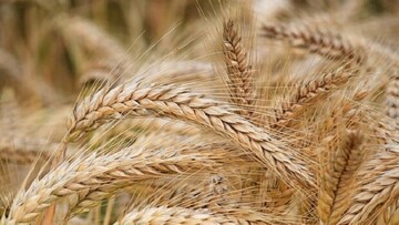 تأمین ارقام جدید گندم و جو آبی در چهارمحال و بختیاری