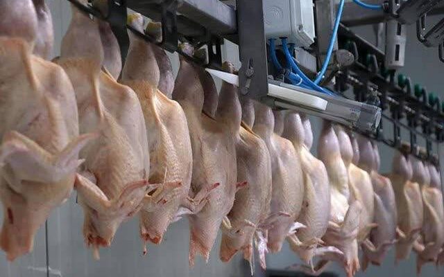 صادرات ۲۵ میلیون قطعه مرغ گوشتی از اردستان در دولت چهاردهم
