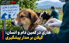 پویش ملی پیشگیری از هاری؛ از واکسیناسیون رایگان تا مراقبت در گیلان