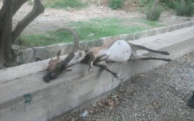 دستگیری شکارچی غیرمجاز در منطقه حفاظت شده چهل پا اندیمشک